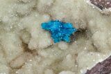 Vibrant Blue Cavansite (Pentagonite?) Cluster on Stilbite - India #176803-1